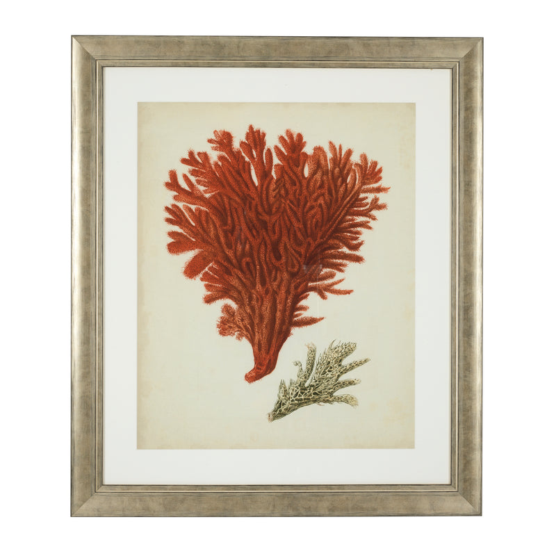 Prints Antique Red Corals Set Of 6