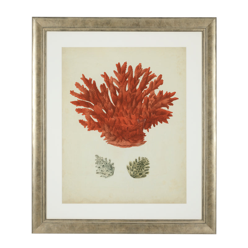 Prints Antique Red Corals Set Of 6